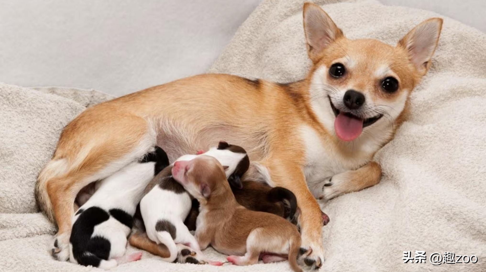 最简单看狗怀孕的方法及注意事项