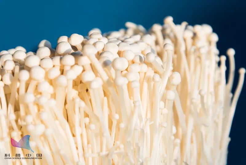 金针菇号称明天见有营养吗,金针菇为什么不能吃