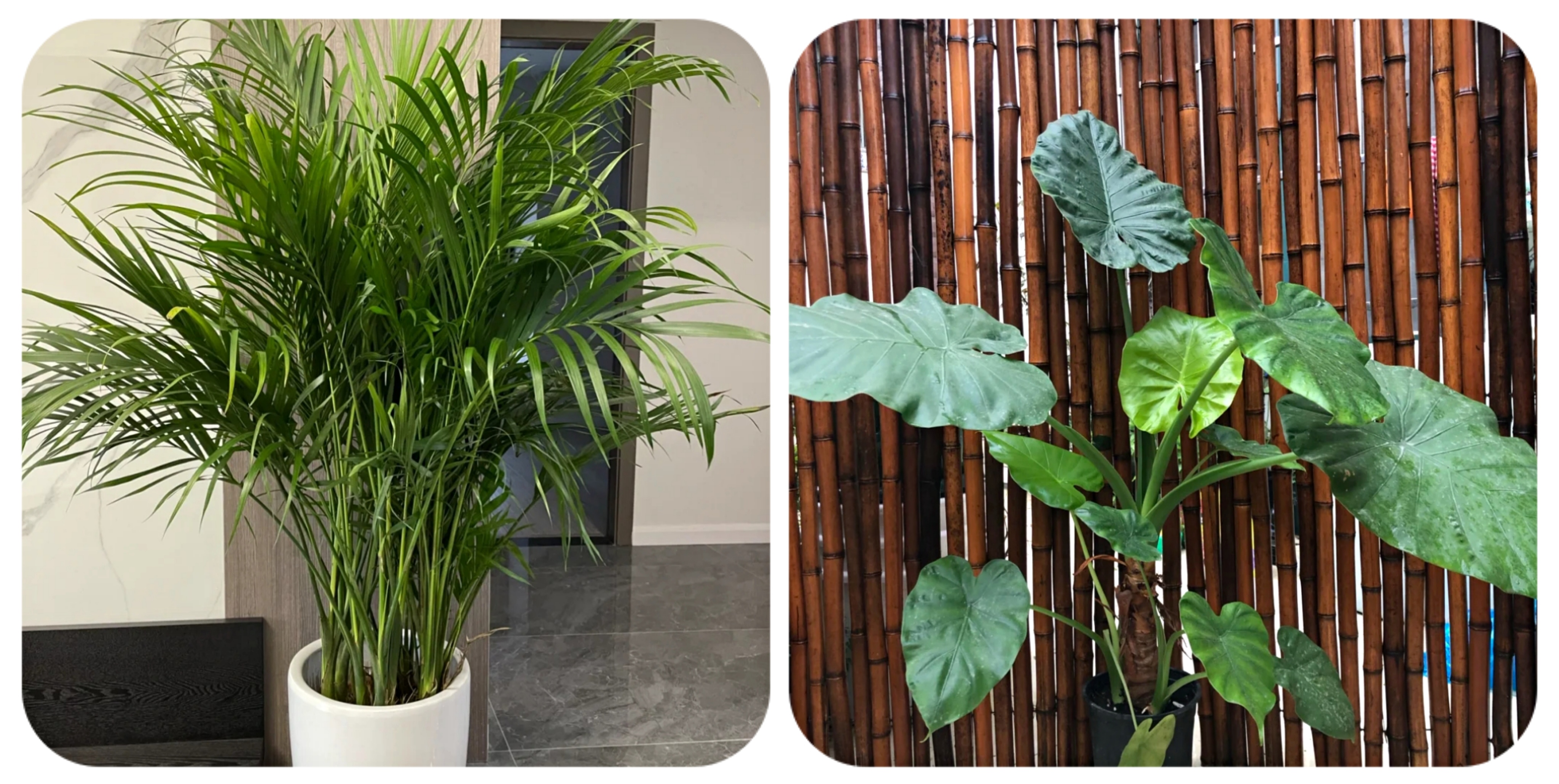 100种花能养在阳台上，50种开花的，40种绿植，10种蔬果