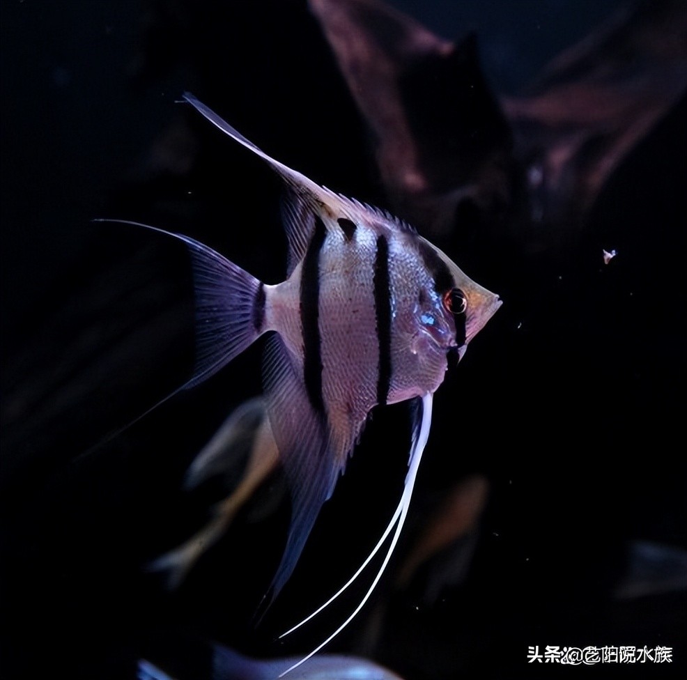 养金鱼和热带鱼的区别在哪,热带鱼金鱼哪个好养一点