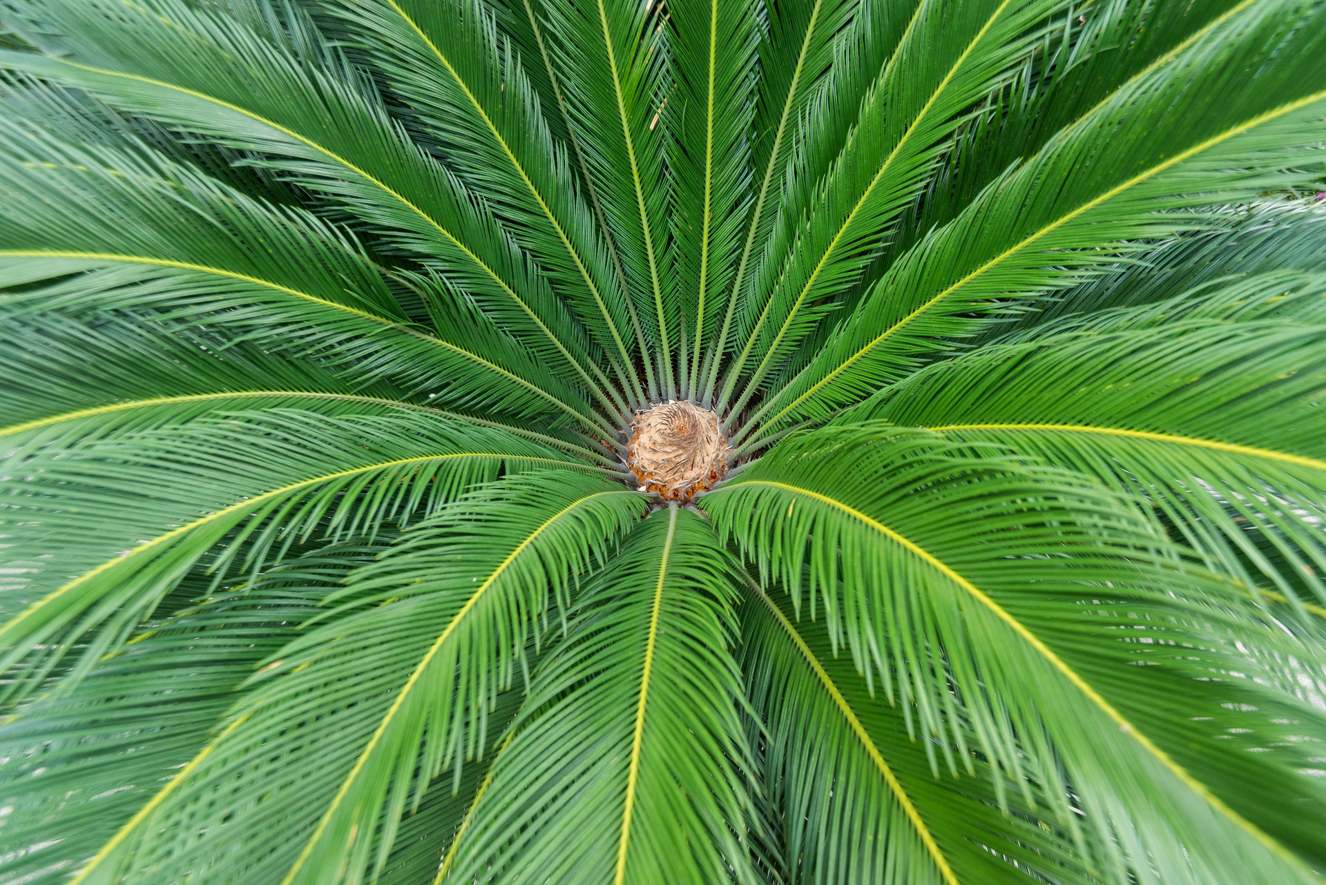 什么树好养又招财,好养旺财的树