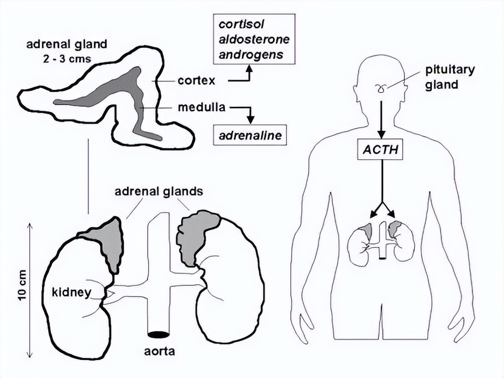 女的外阴肥大有问题吗,妇女外阴肥大是何原因
