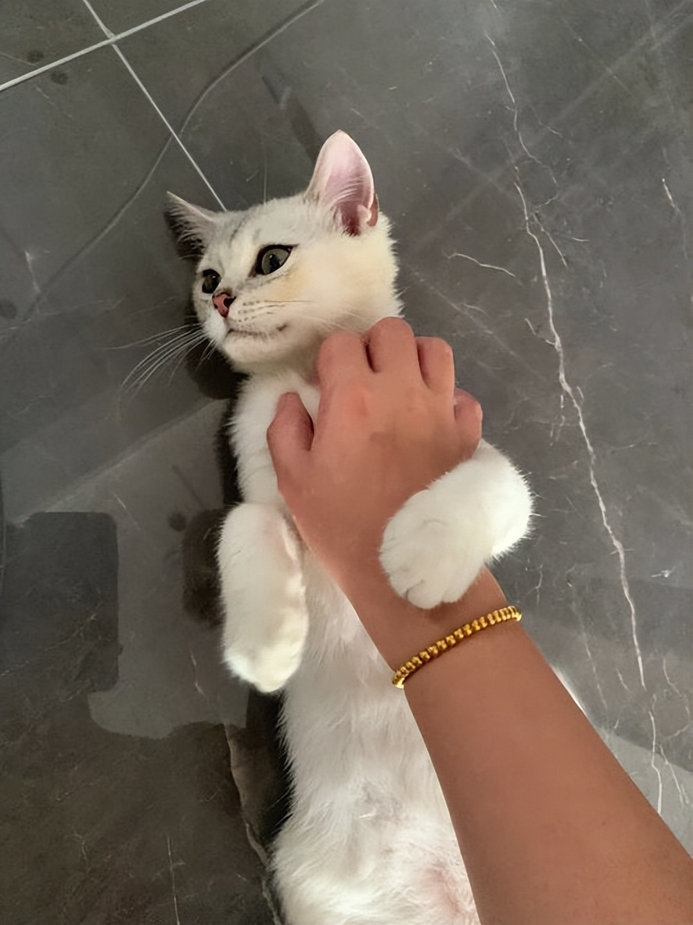 猫瘦怎么治,猫皮包骨