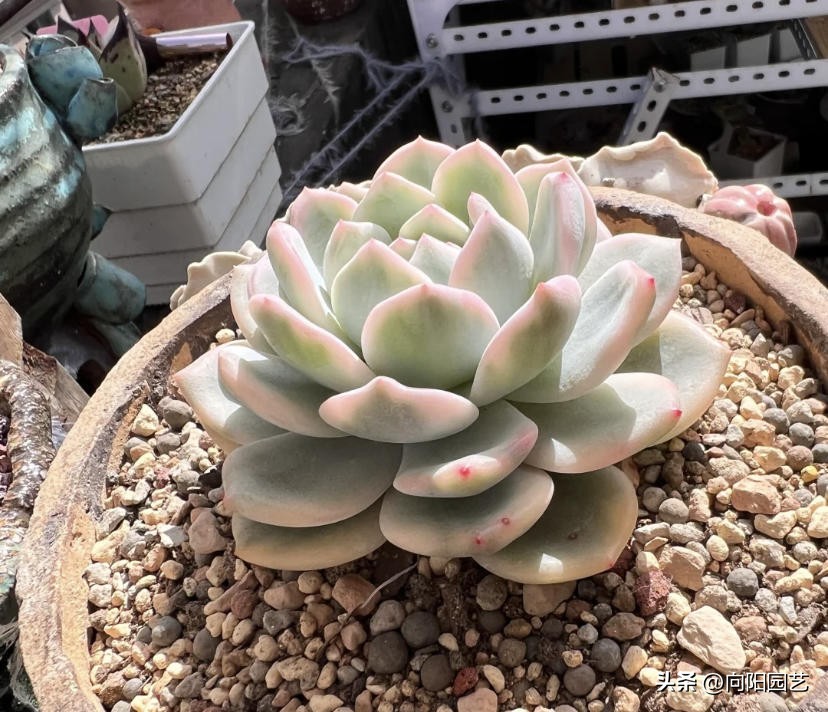 家庭养多肉可以挣钱吗,家庭养多肉会影响风水吗