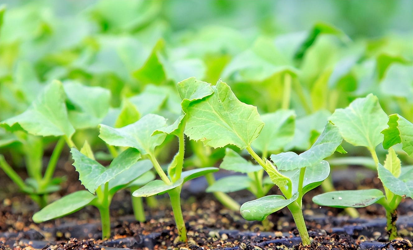 农用高锰酸钾能和哪些农药混配,高锰酸钾能作为农用肥料使用吗