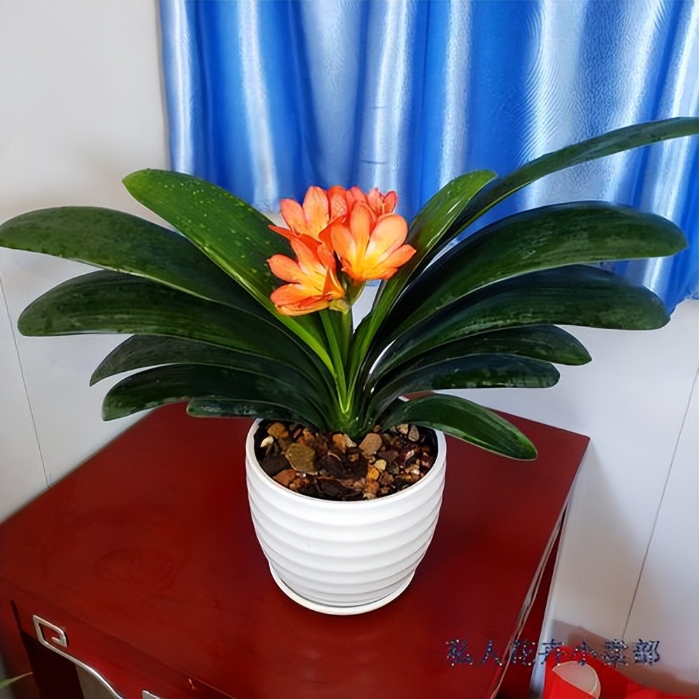 目前的君子兰怎样护养,怎么样能把君子兰养好