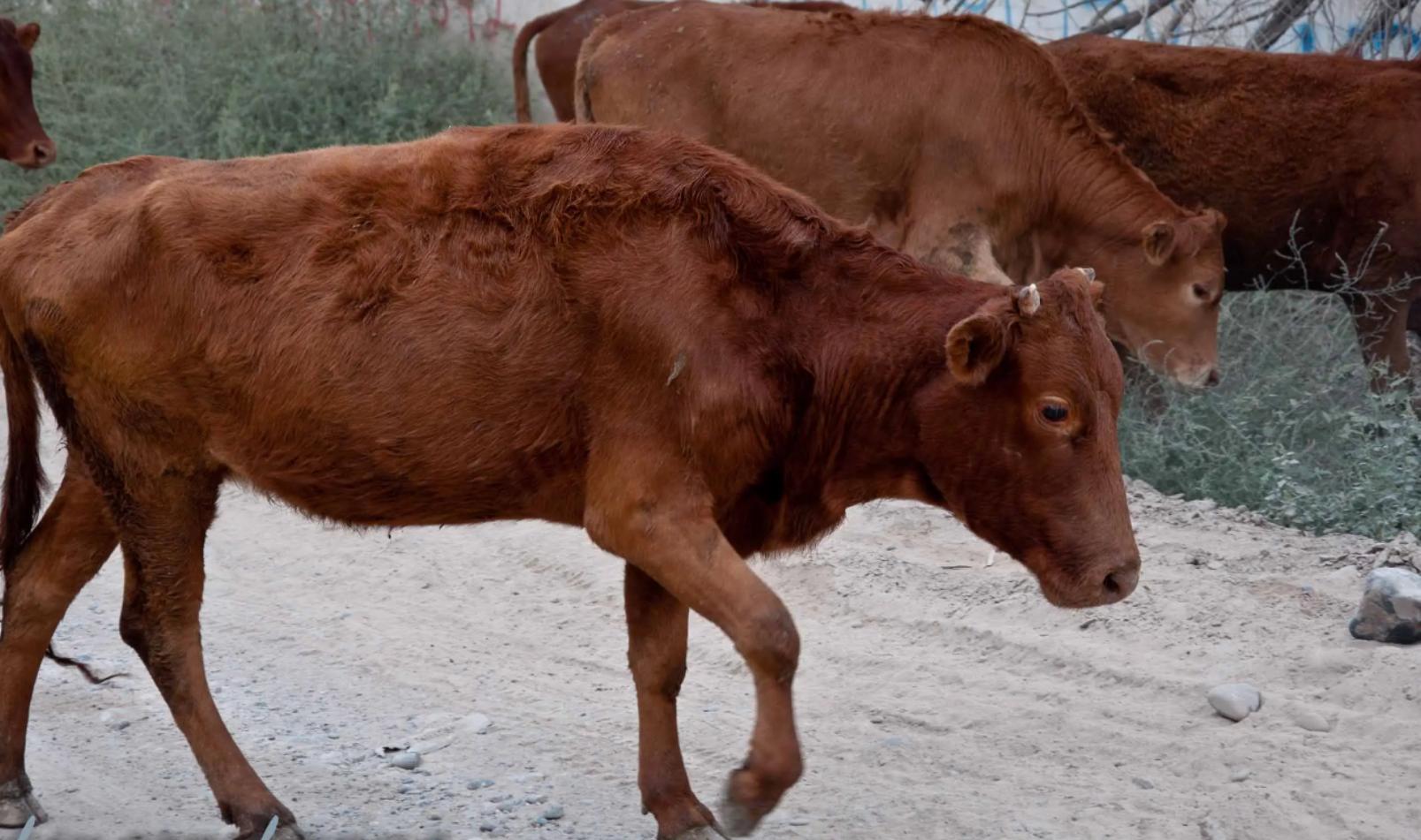 活熊采胆犯法吗,活熊取肝对熊的危害