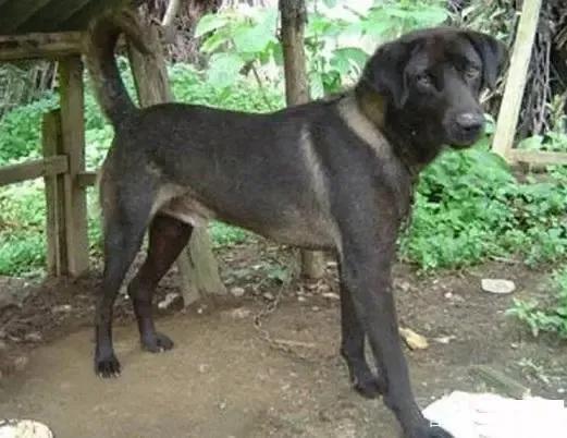 狗有哪些犬种,中国的6种本土犬种每一种都超帅