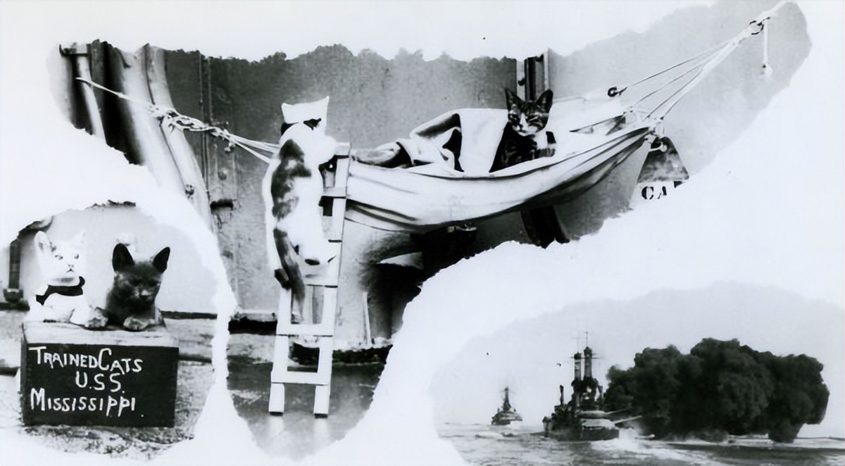 我国航母有老鼠吗,美军航母老鼠泛滥