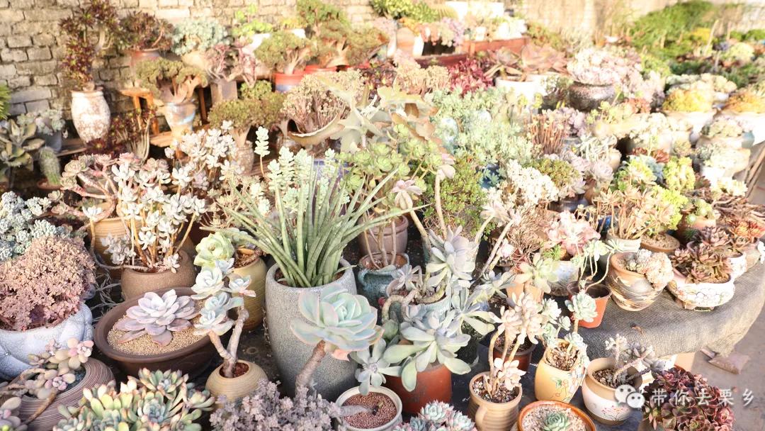 卖萌经济的生意经,卖萌致富