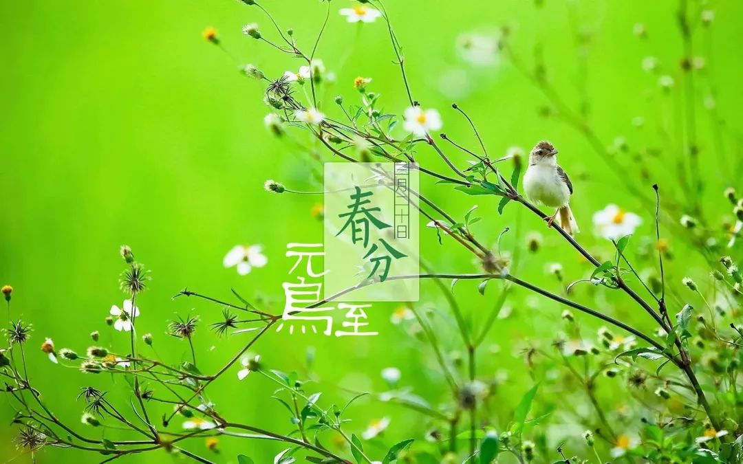 遵节循气|*光春**为礼,花开为信