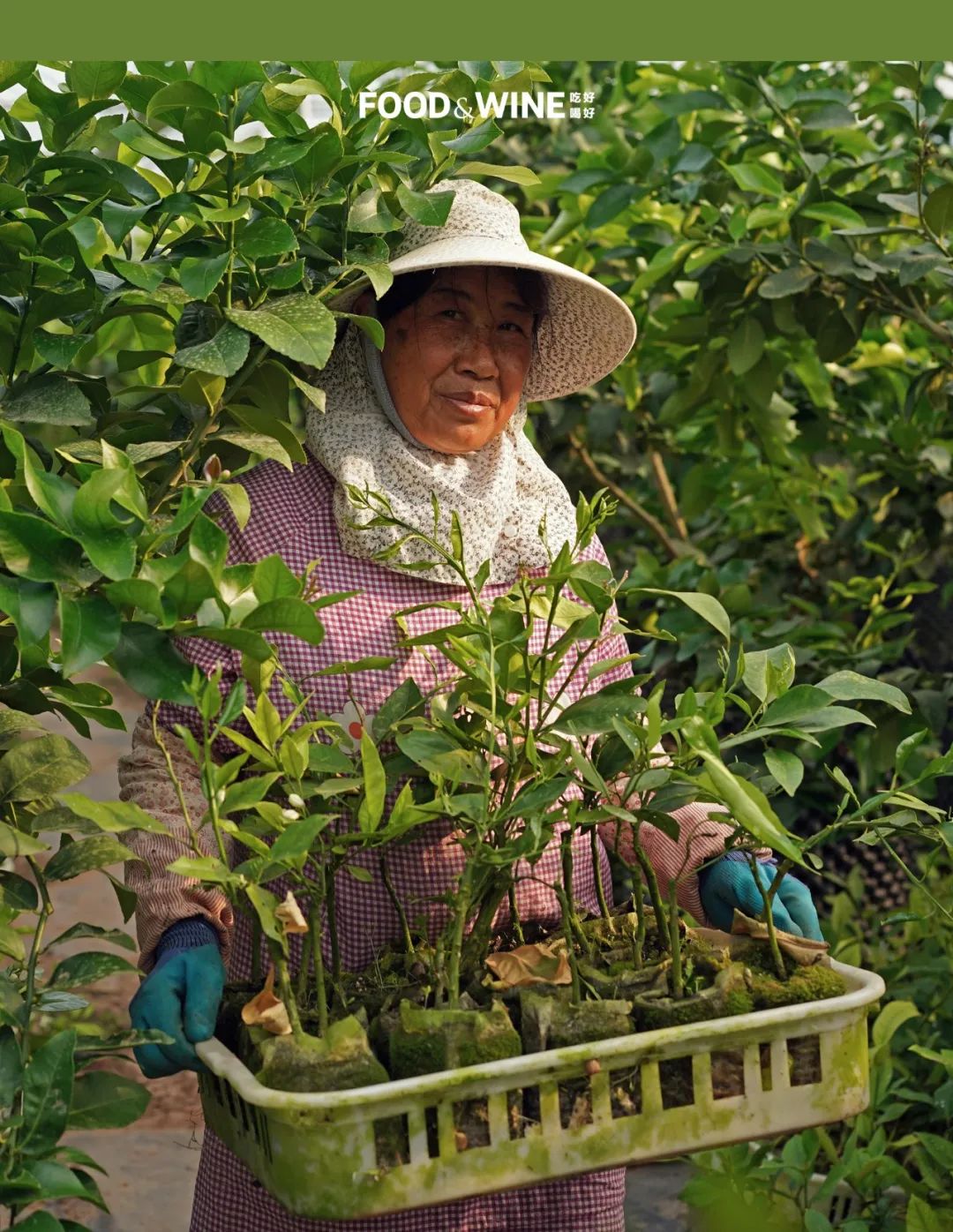 广东香水柠檬10块钱一斤,10块一杯的柠檬茶如何提高单价