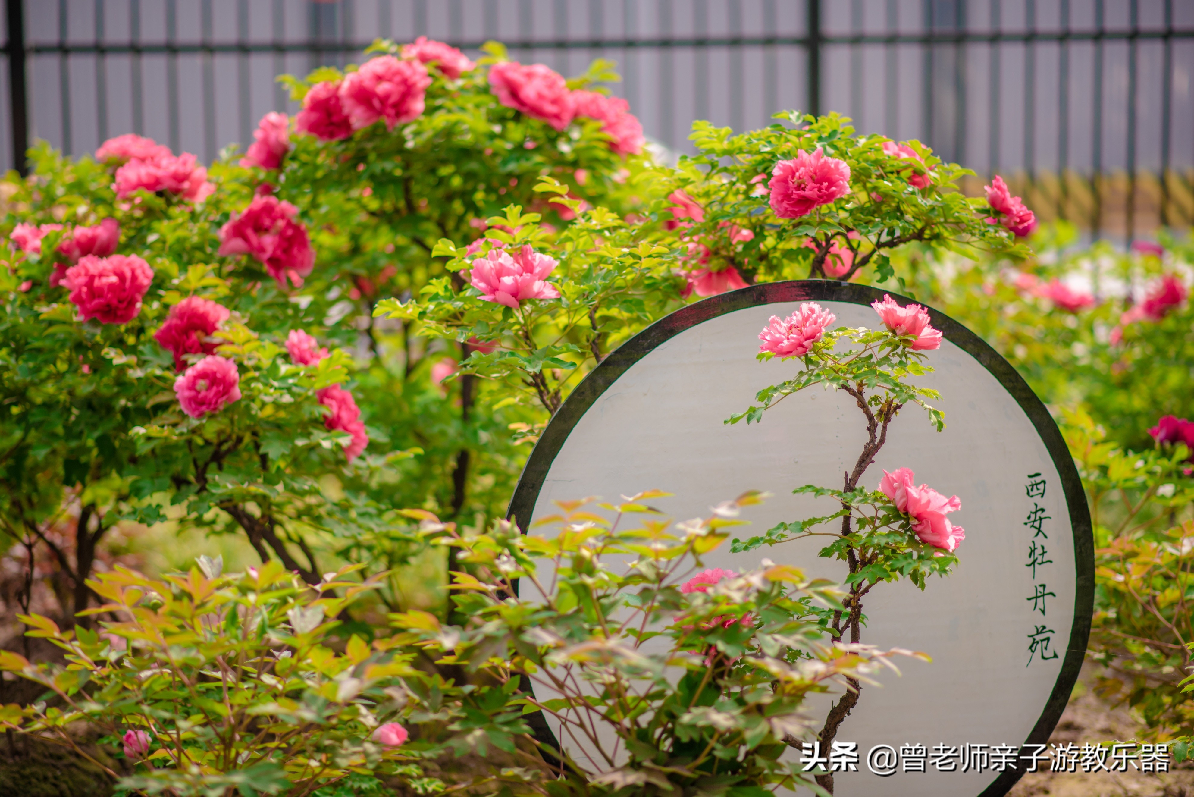 2022西安遛娃一日游的绝佳去处,2022年春节西安遛娃去哪玩最合适