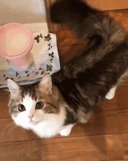 猫行走的人民币,这几种猫越养越值钱