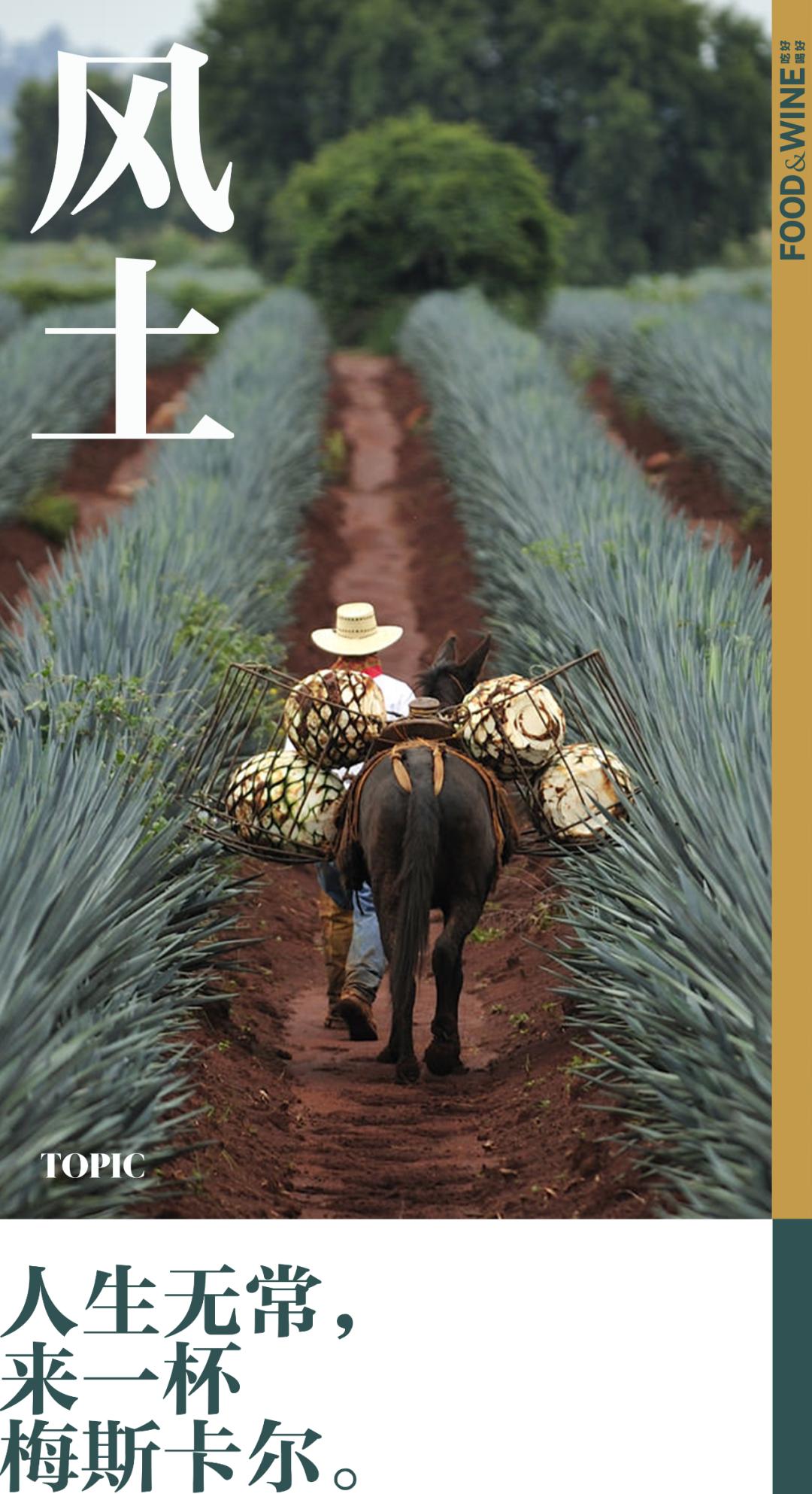 龙舌兰在现实中是怎么样的,十种最好看的龙舌兰