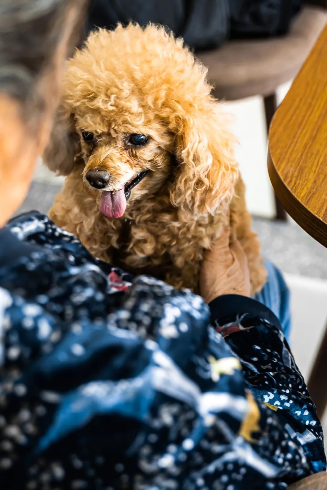 深圳探访宠物店,深圳最好的宠物街