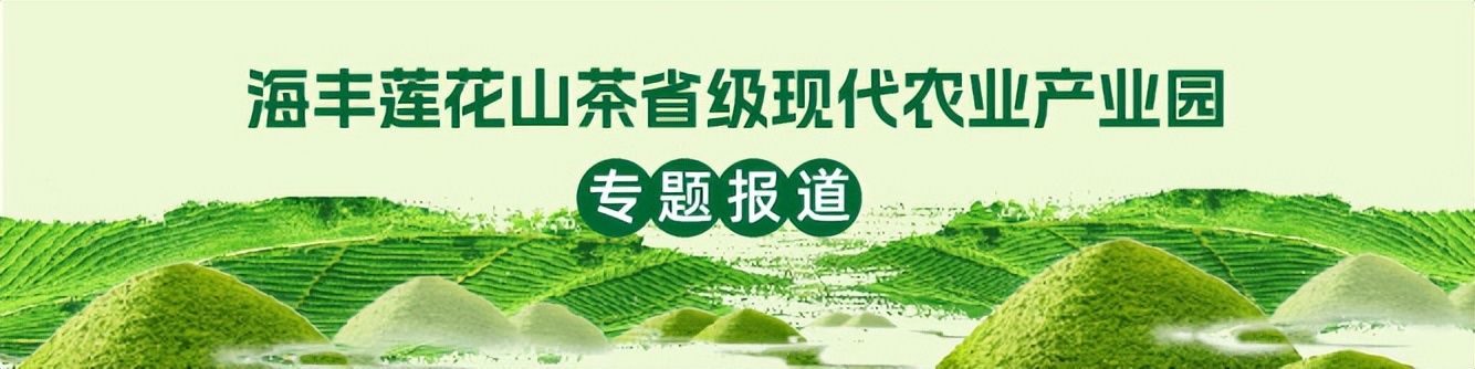 莲花茶业：走茶旅融合之路，效益年年攀升丨海丰县莲花山茶产业园系列报道⑪