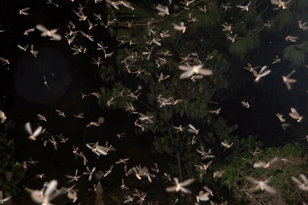 令人头皮发麻,那些令人头皮发麻的虫子