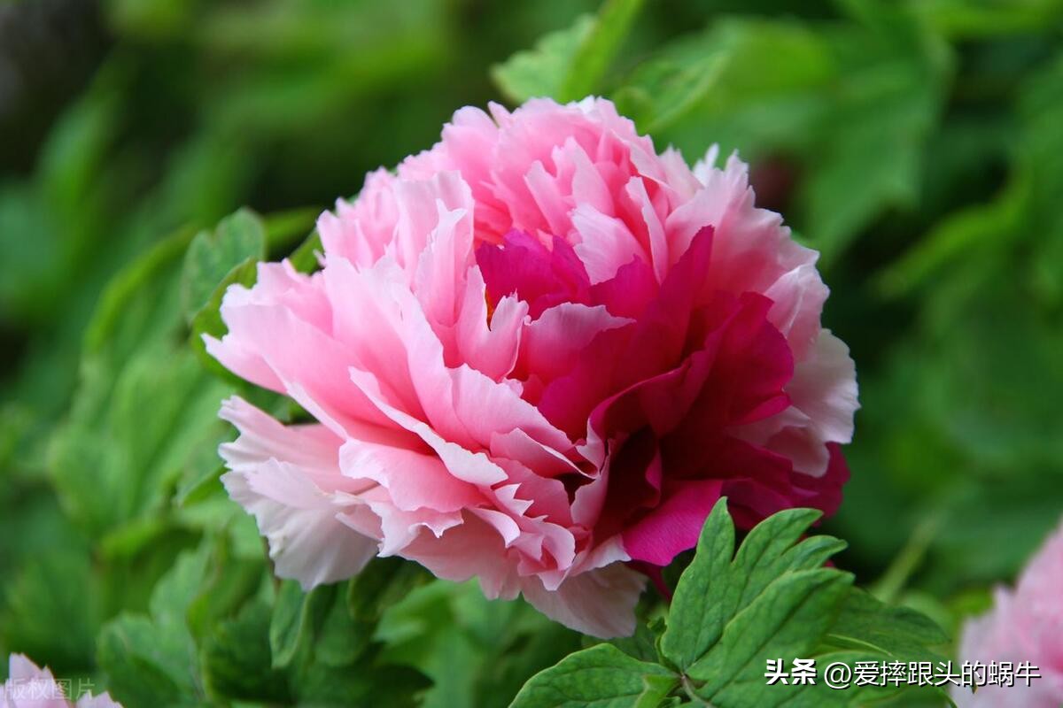 十二花神图谱完整版,工笔画十二花神欣赏