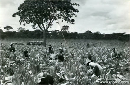 中国香烟比较贵的,中国香烟最老的老牌子有哪些