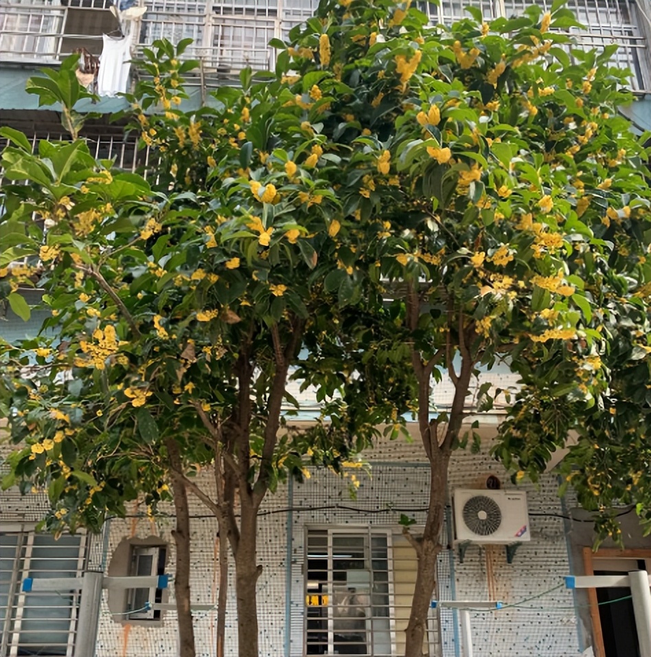 门前种三树宅旺人也旺,门前种三种树会富三代是什么树