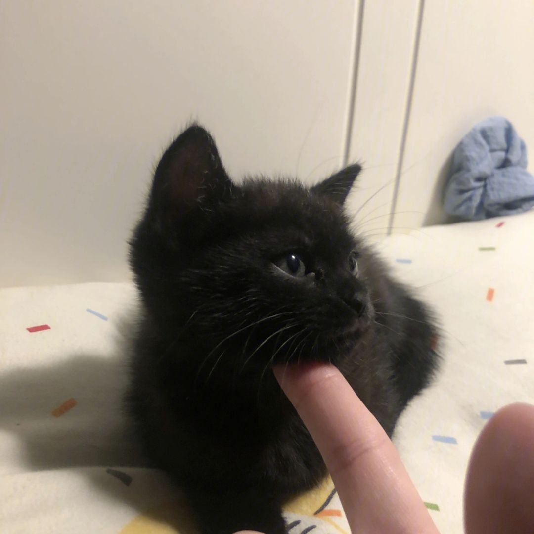 玄猫的作用,玄猫好驯服吗