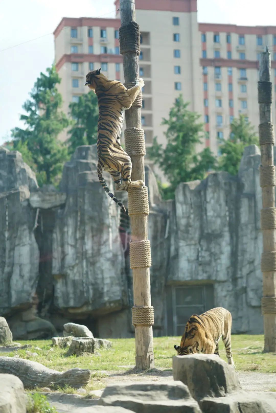 一月份去上海野生动物园和海洋馆,十一带大家去上海野生动物园玩