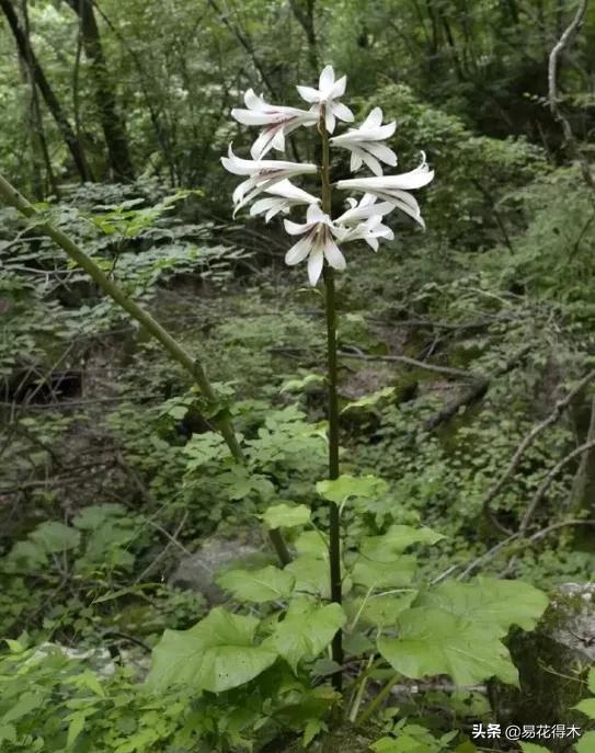 不可思议！高达两米壮观美丽的“百合王子”——大百合