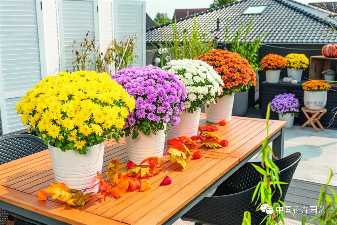 鑺卞崏鍝佺灞曠ず,鏂颁紭鑺卞崏鍝佺灞曠ず