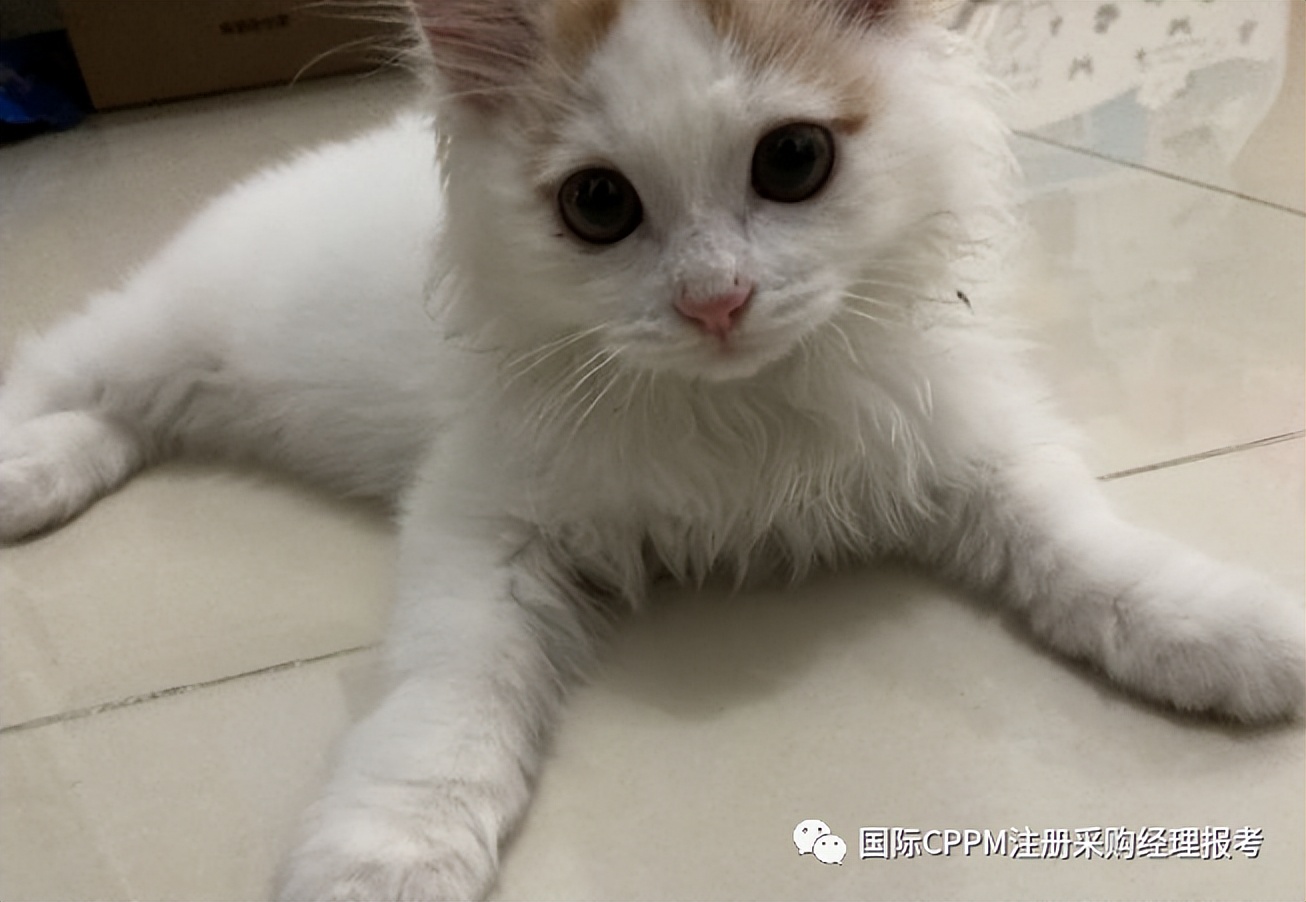 做采购真的没前途吗,采购工作适不适合做