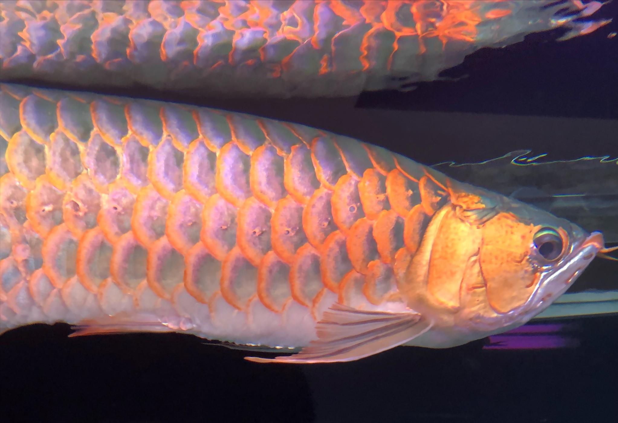 龙鱼这么贵值得养吗,龙鱼成长的全过程