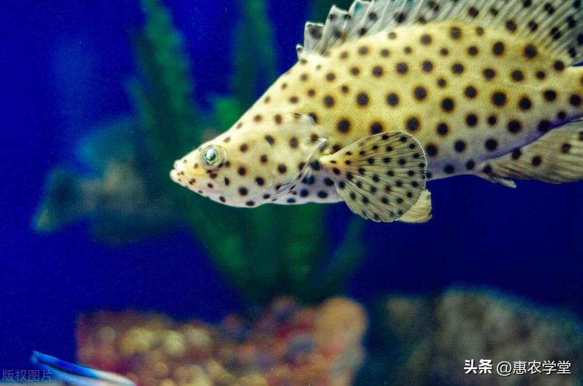 这种鱼外表很丑但是味道非常鲜美,鱼头长得像老鼠嘴是什么鱼