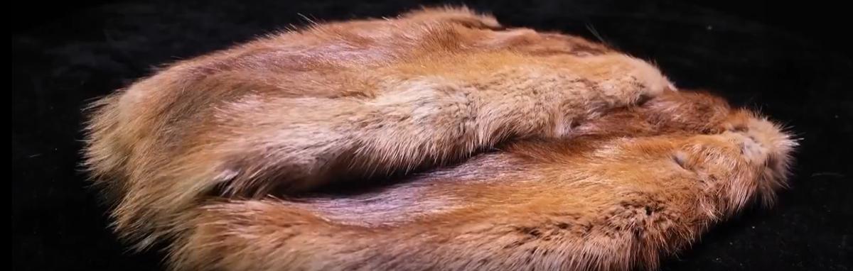 1992年,河北男子花30万买两只病鼠,几年后反而大赚8000万