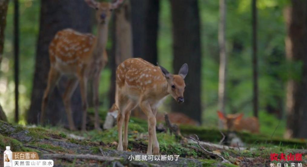 全年有趣营销日历,5月营销思路