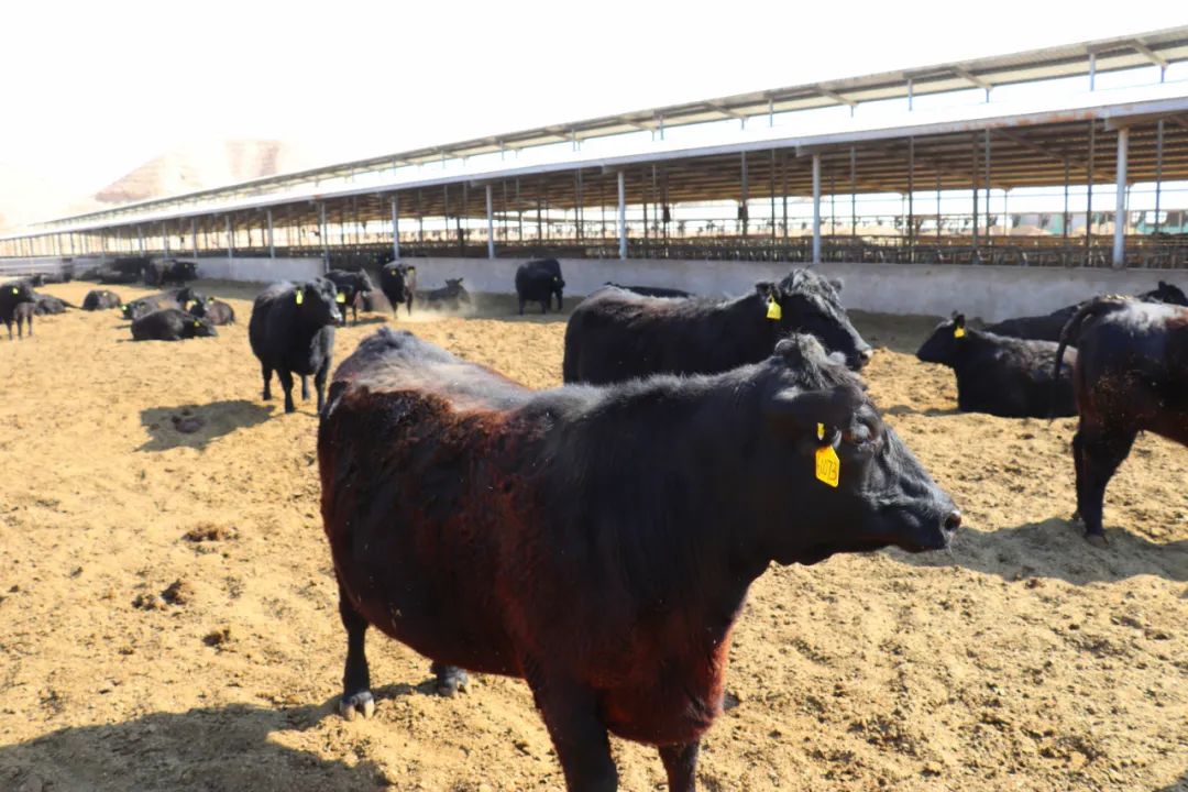 奋斗的回音：白银区再度入列全省“县域经济发展十强县”