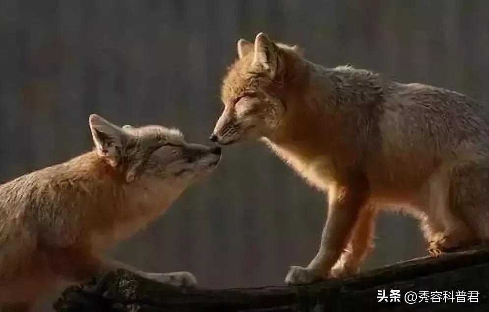 *拍偷**的夫妻生活照，羞羞的