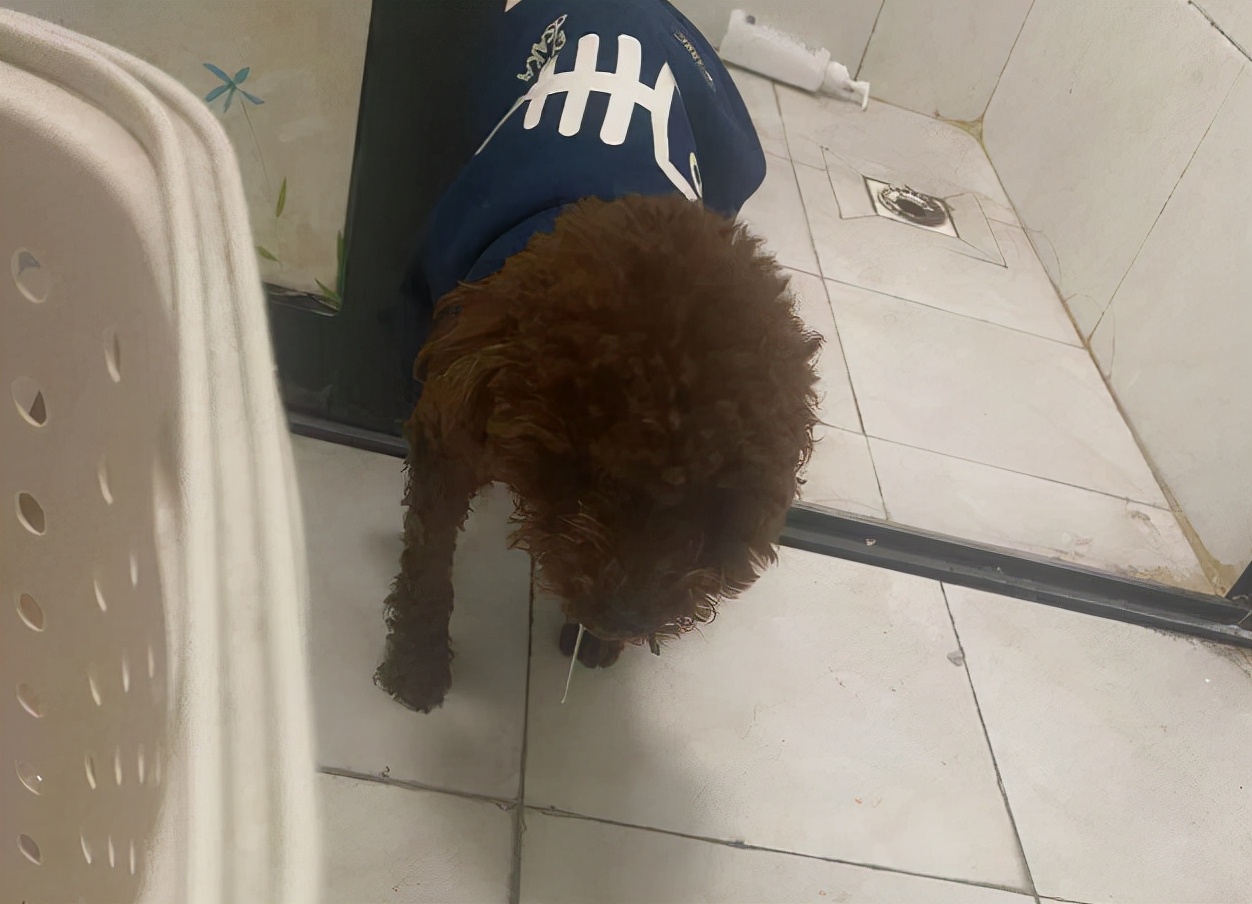 宠物医生，狗狗拉肚子，黑色的怎么办？