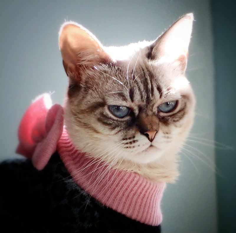 为什么老人都说家里不能养两只猫,十大不适合家养的猫