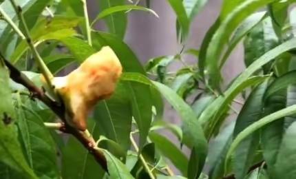 搬水工的女人,搬水工女生