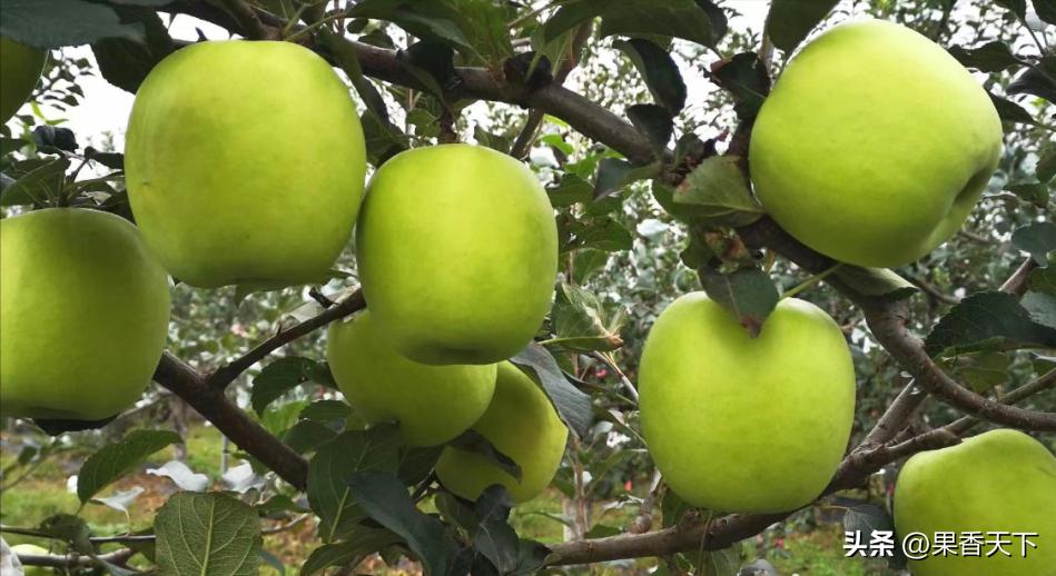 众成三号苹果新品种,最新最全苹果新品种