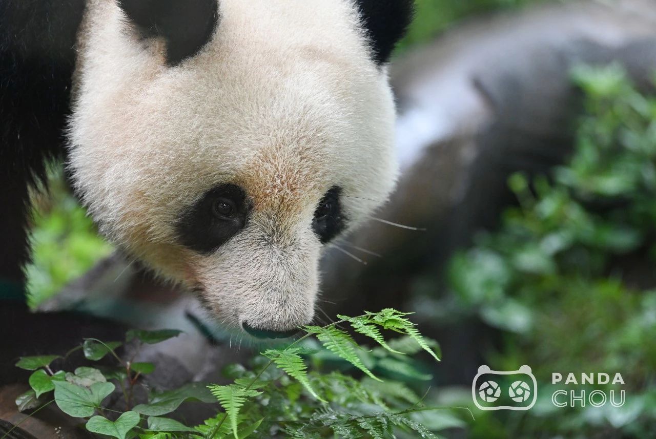 8个小时，他为“香香”按下了2000多次快门