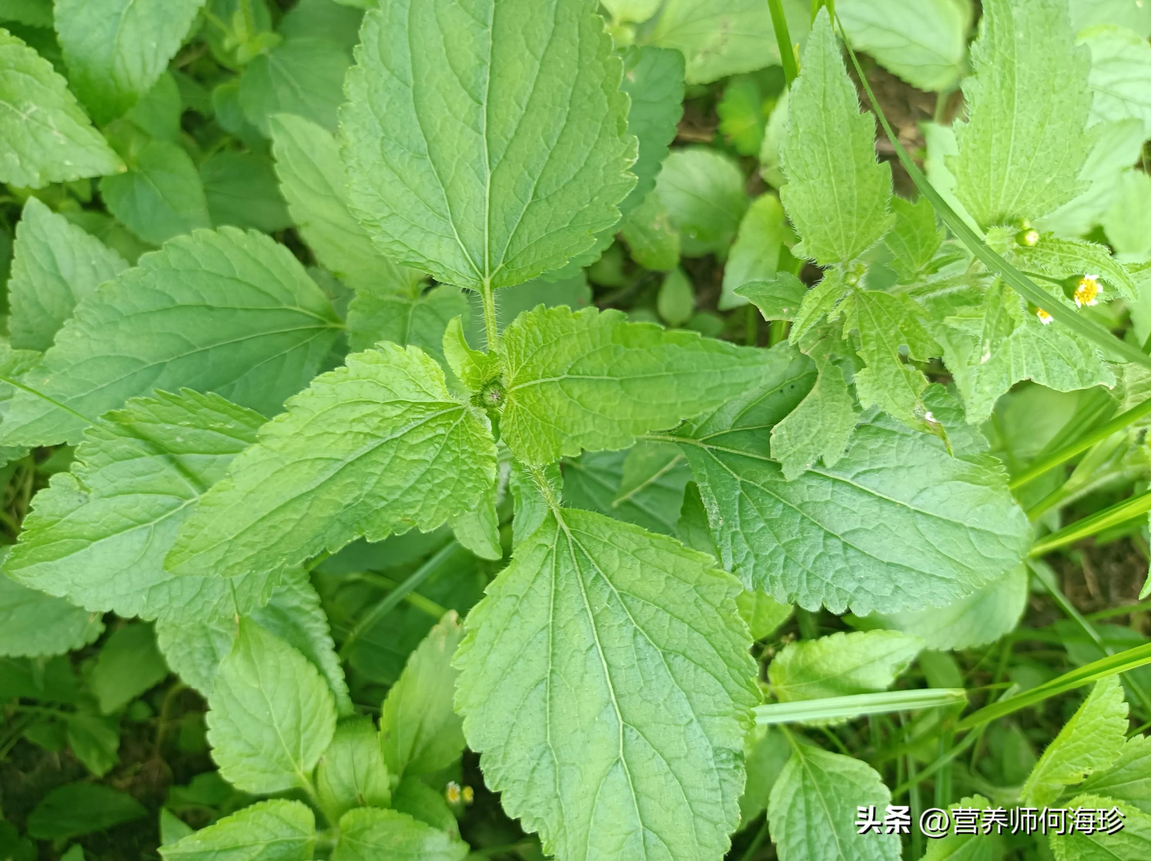 因味臭而嫌弃，老中医却称为“万花油”，老人才懂它，农村遍地是