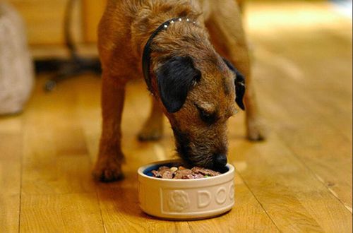 两只狗交配时，为什么不能上前打扰？