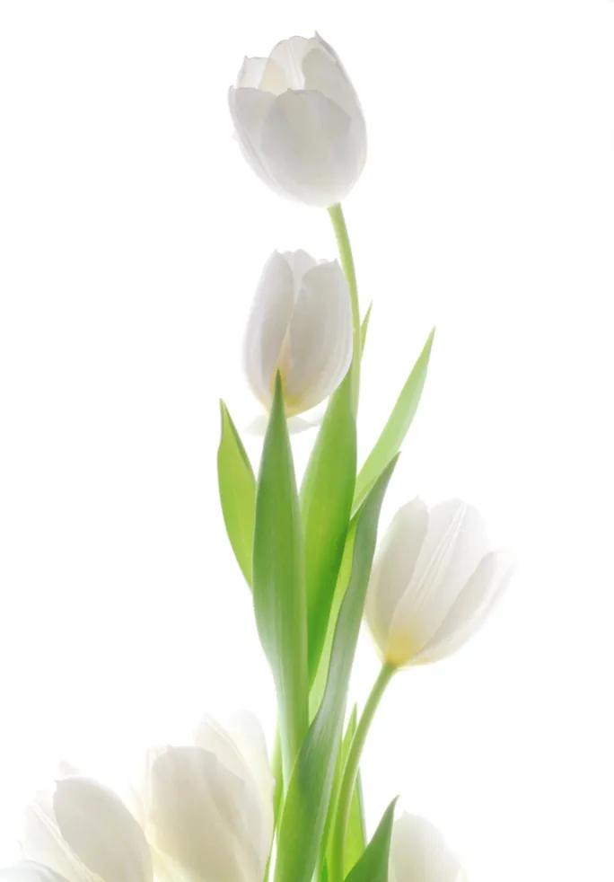 郁金香欣赏,郁金香图片大全大图欣赏