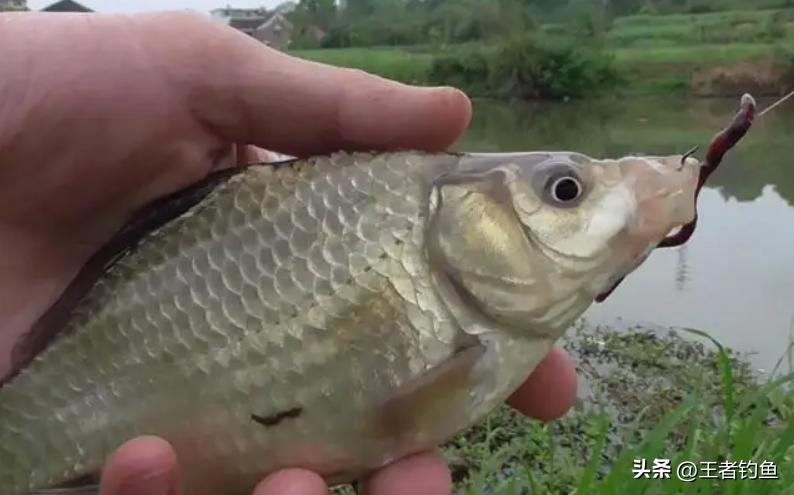 初学者钓鱼怎么中鱼,新手钓鱼什么方法上鱼快
