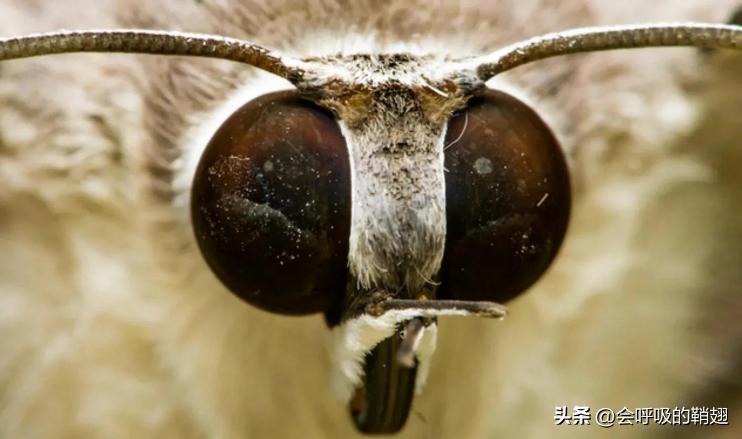 蛾类图谱,蛾类昆虫图谱