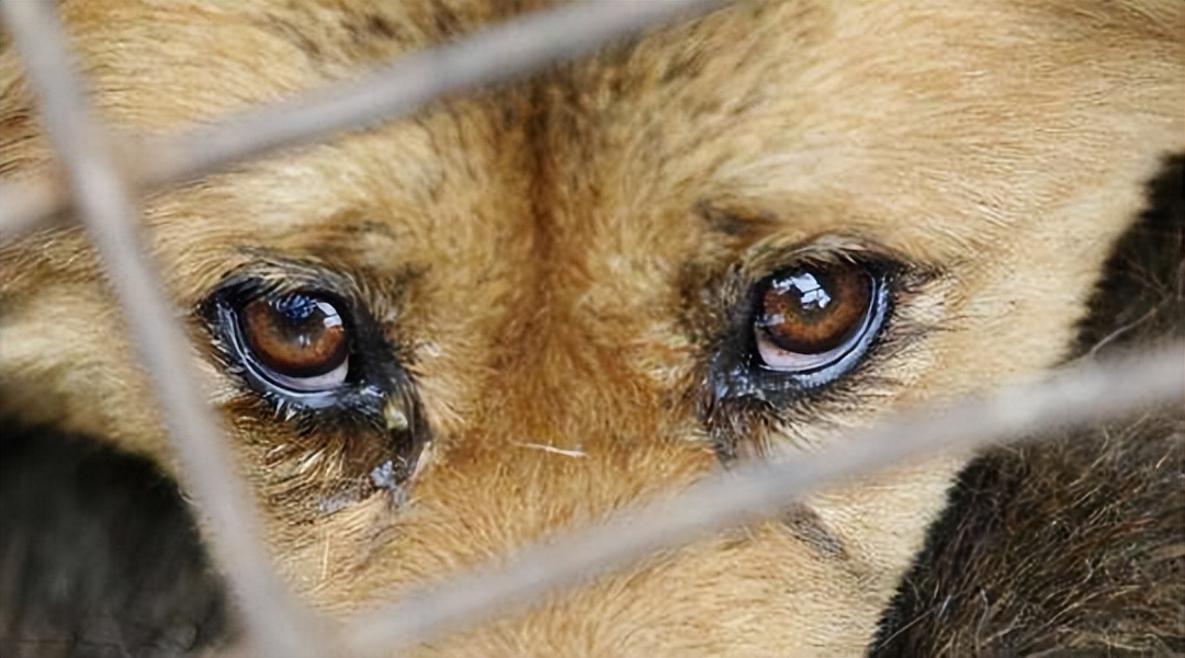 狗狗流眼泪眼睛有一层膜怎么回事,狗狗眼睛流眼泪还发蓝是什么原因