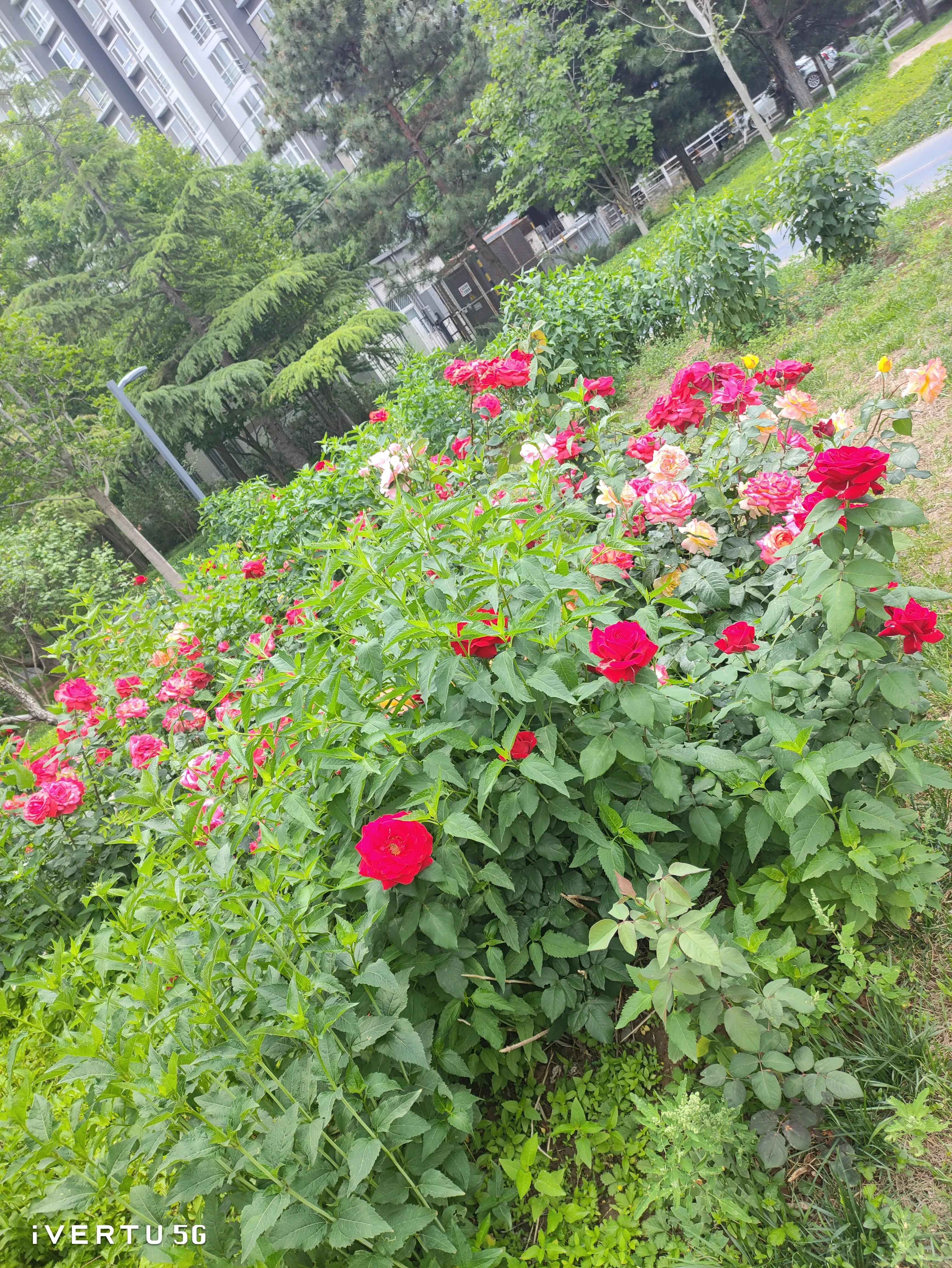 北京盆栽月季可以户外过冬吗,北京植物园市花月季