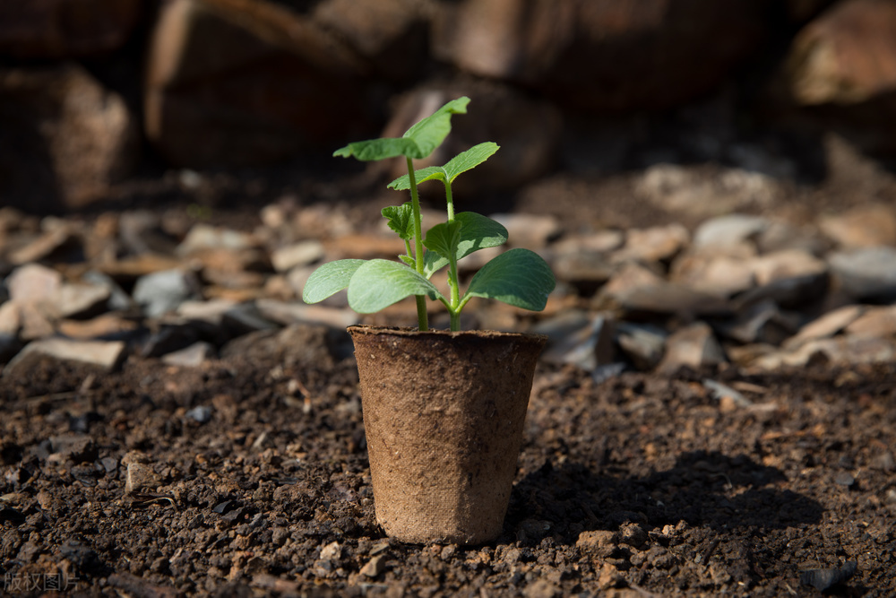 如何种出又大又甜的南瓜,南瓜怎么种植才能结得多果