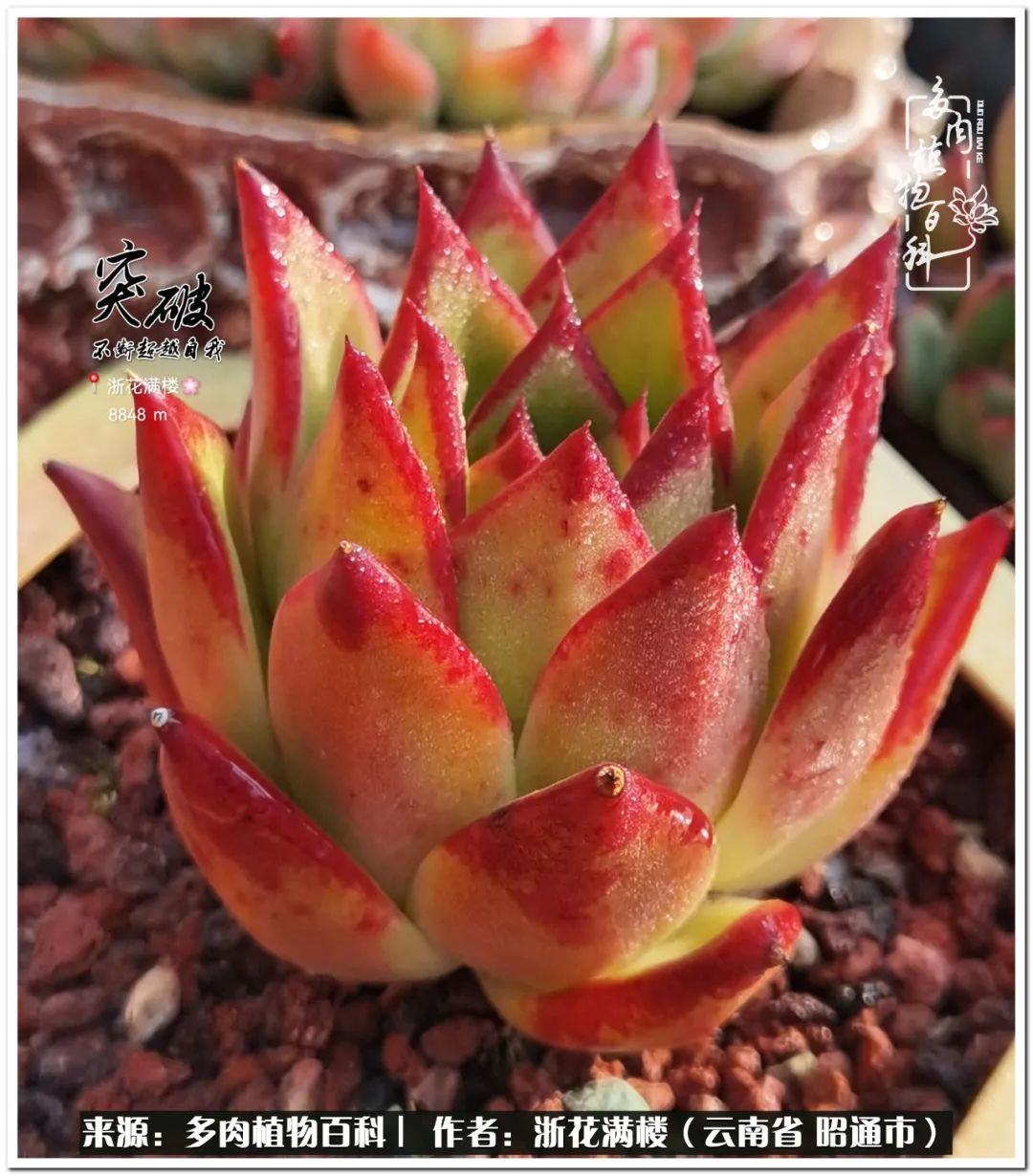 奔跑吧跑步,奔跑吧多肉盆栽